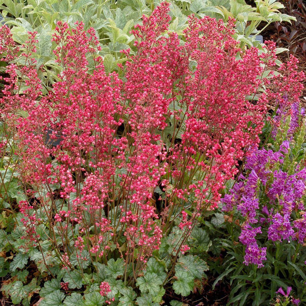 Clopotel purpuriu (Heuchera) Paris, acoperitor de sol