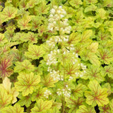 Clopotel purpuriu verde (Heuchera) Electra Lime, acoperitor de sol