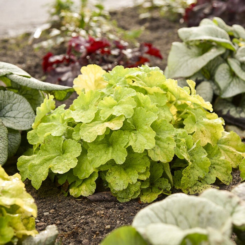 Clopotel purpuriu verde (Heuchera) Electra Lime, acoperitor de sol