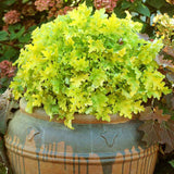 Clopotel purpuriu verde-lime (Heuchera) Lime Marmalade, acoperitor de sol