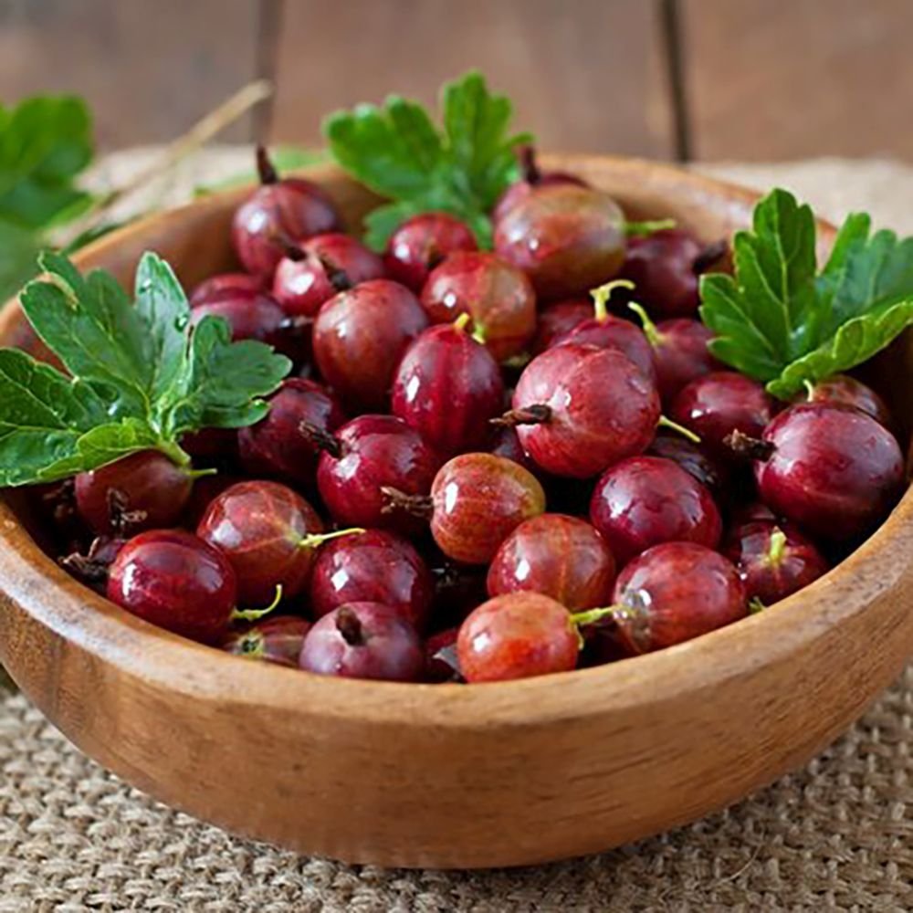 Coacaz Rosu Hinnonmaki (Ribes Rubrum), cu fructe dulci-acrisoare rosii-maro