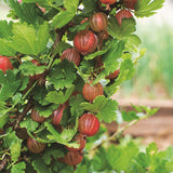 Coacaz Rosu Hinnonmaki (Ribes Rubrum), cu fructe dulci-acrisoare rosii-maro