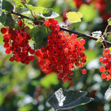 Coacaz Rosu Jonkheer Van Tets (Ribes Rubrum), cu fructe dulci-acrisoare rosii