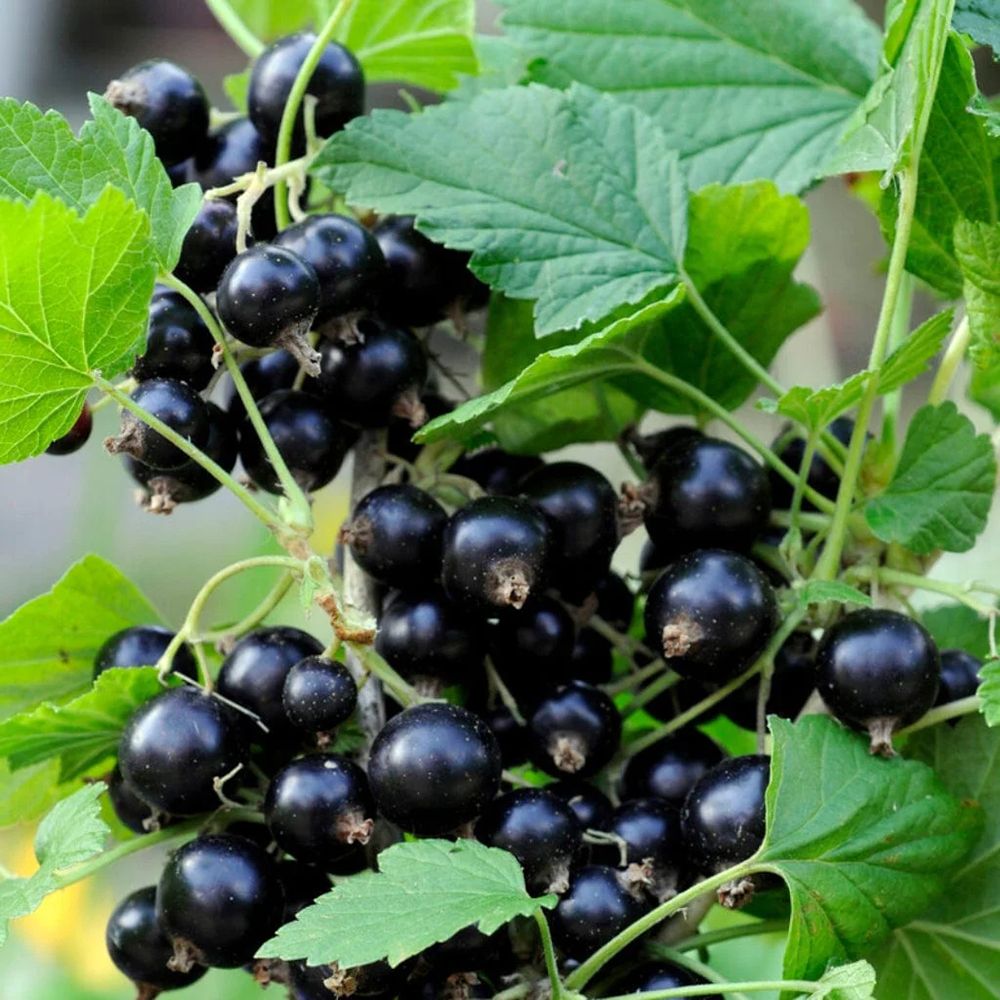 Coacaz Rosu King Edward VII (Ribes Sanguineum), cu flori roz-inchis