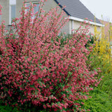 Coacaz Rosu King Edward VII (Ribes Sanguineum), cu flori roz-inchis