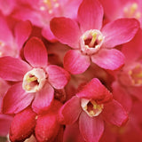 Coacaz Rosu King Edward VII (Ribes Sanguineum), cu flori roz-inchis