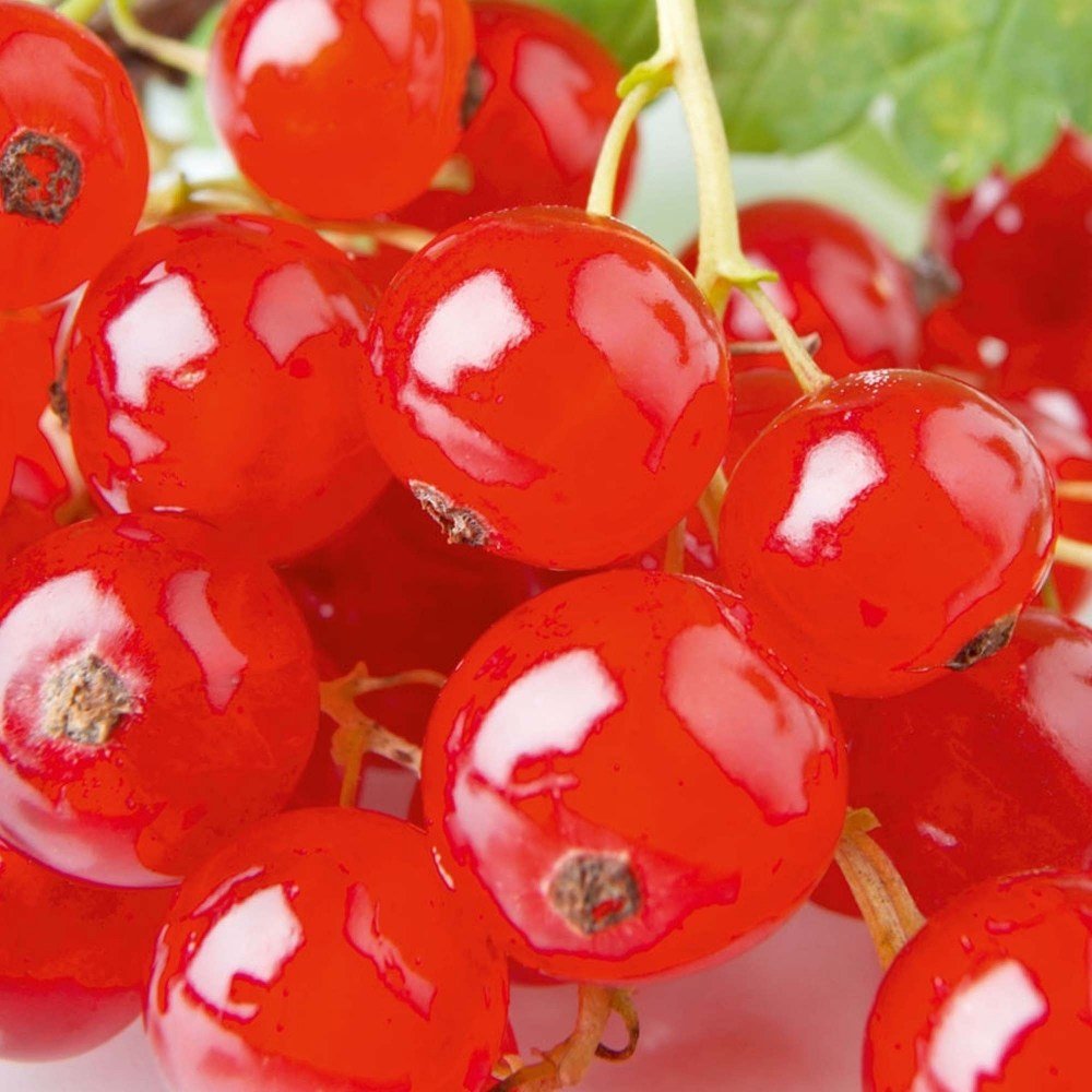 Coacaz Rosu Rivada (Ribes Rubrum Rovada), cu fructe dulci-acrisor