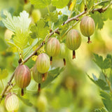 Coacaz Verde Hinnonmaki (Ribes Uca Crispa), cu fructe dulci-acrisoare verzi