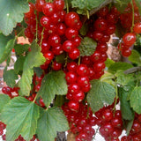 Cocacaz de Munte (Ribes Alpinum), gard viu, cu fructe rosii mici acrisor