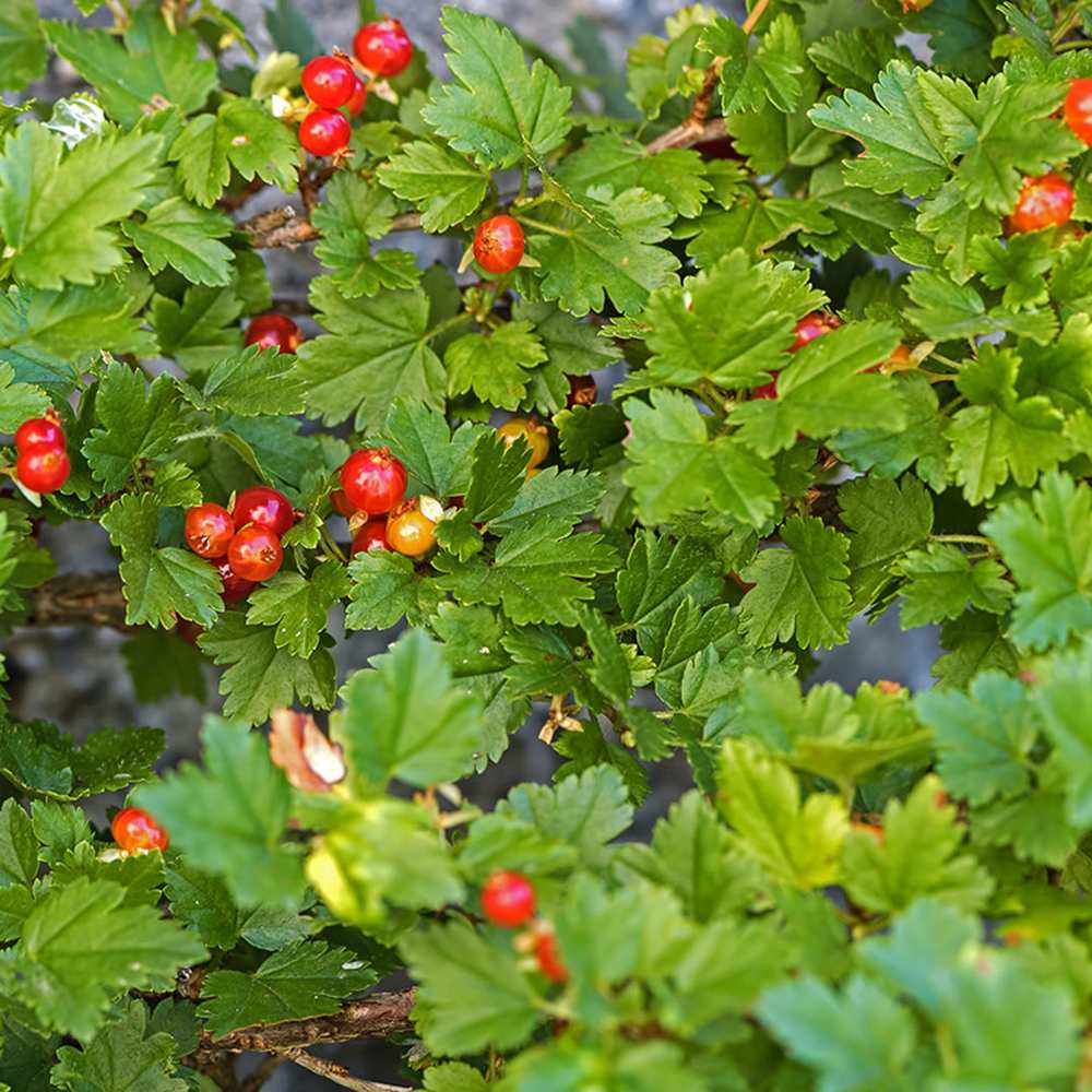 Cocacaz de Munte (Ribes Alpinum), gard viu, cu fructe rosii mici acrisor