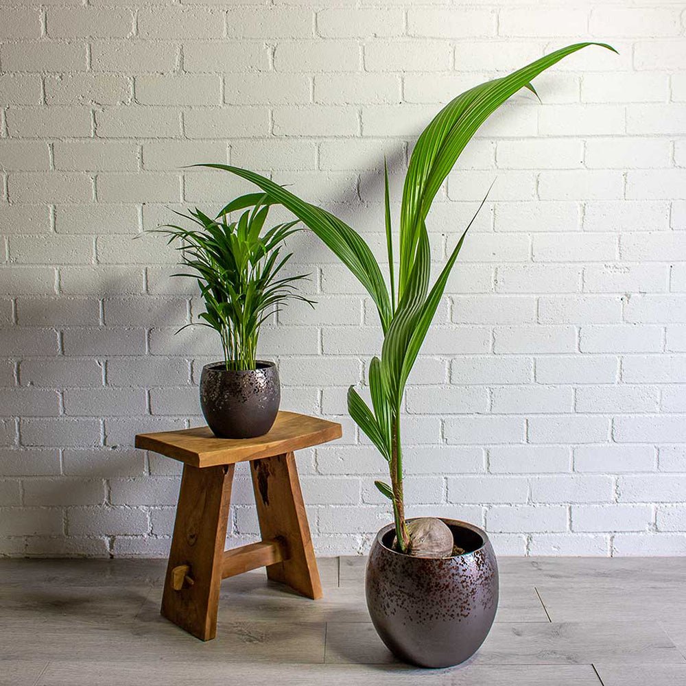 Palmier Cocotier (Cocos Nucifera) - 160 cm