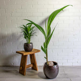 Palmier Cocotier (Cocos Nucifera) - 160 cm