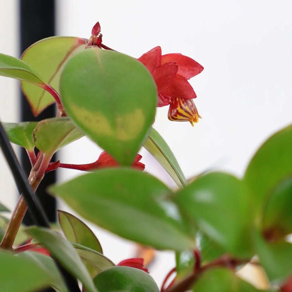 Columnea 'Krakatau'
