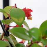Columnea 'Krakatau'