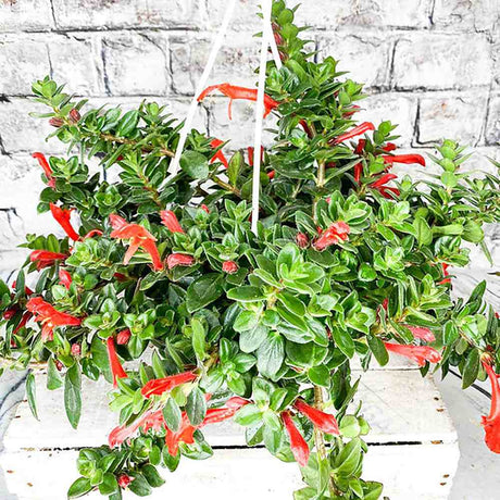 Columnea 'Krakatau'