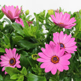 Copacel Margareta Africana (Osteospermum), cu culoare alb, roz sau roz-inchis