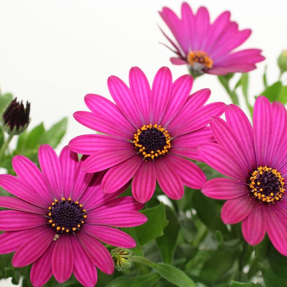 Copacel Margareta Africana (Osteospermum), cu culoare alb, roz sau roz-inchis