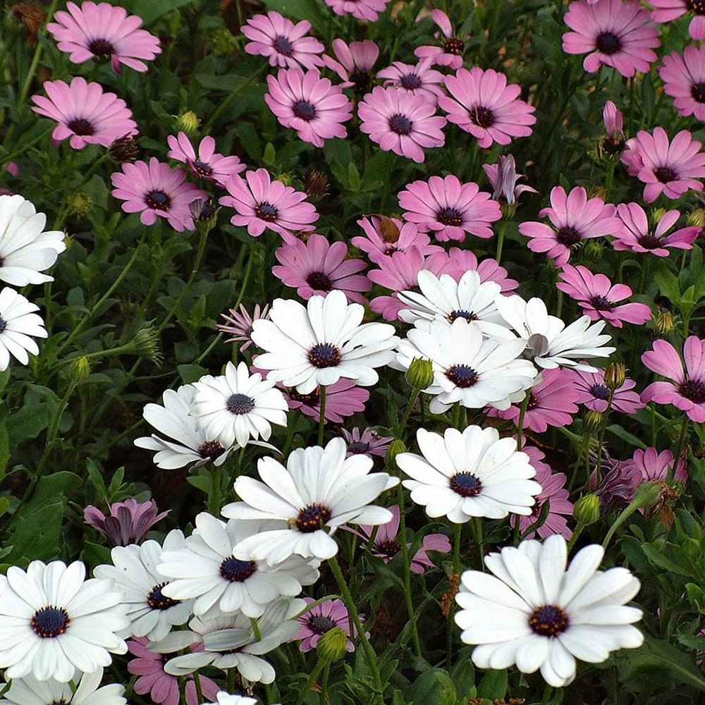 Copacel Margareta Africana (Osteospermum), cu culoare alb, roz sau roz-inchis