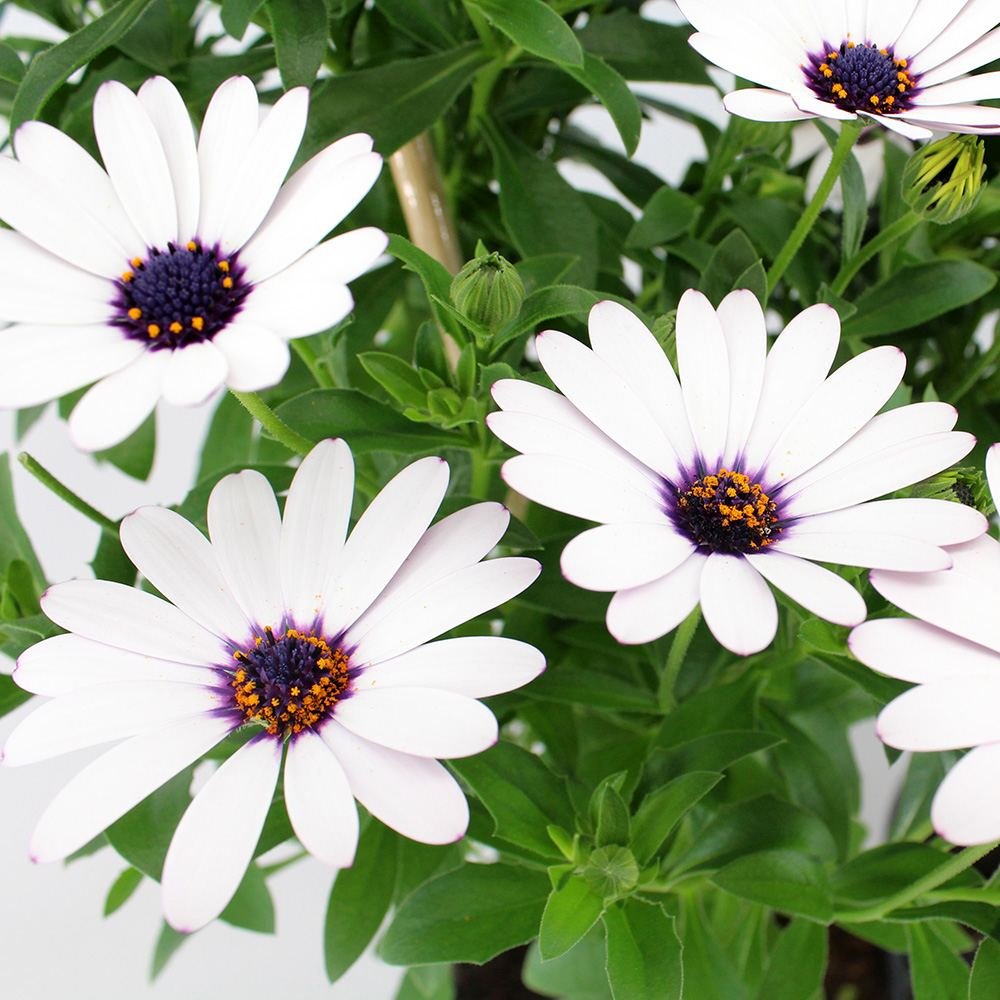 Copacel Margareta Africana (Osteospermum), cu culoare alb, roz sau roz-inchis
