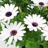 Copacel Margareta Africana (Osteospermum), cu culoare alb, roz sau roz-inchis