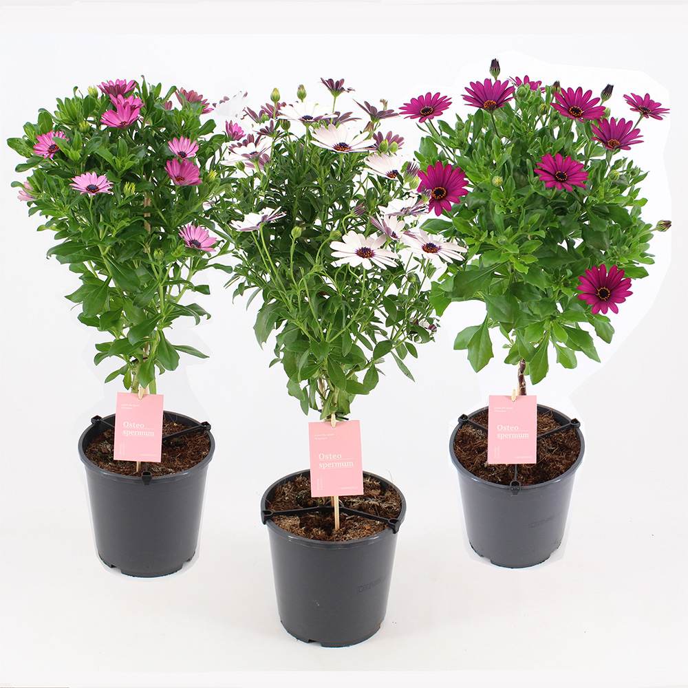Copacel Margareta Africana (Osteospermum), cu culoare alb, roz sau roz-inchis