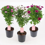 Copacel Margareta Africana (Osteospermum), cu culoare alb, roz sau roz-inchis