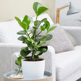 Copacul autograf (Clusia rosea) Princess