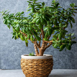 Arborele de Jad XXL (Crassula Magical Tree) - 65 cm