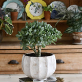 Arborele de Jad XXL (Crassula Magical Tree) - 65 cm