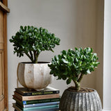 Arborele de Jad XXL (Crassula Magical Tree) - 65 cm