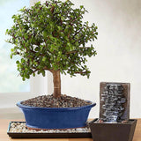 Arborele de Jad XXL (Crassula Magical Tree) - 65 cm