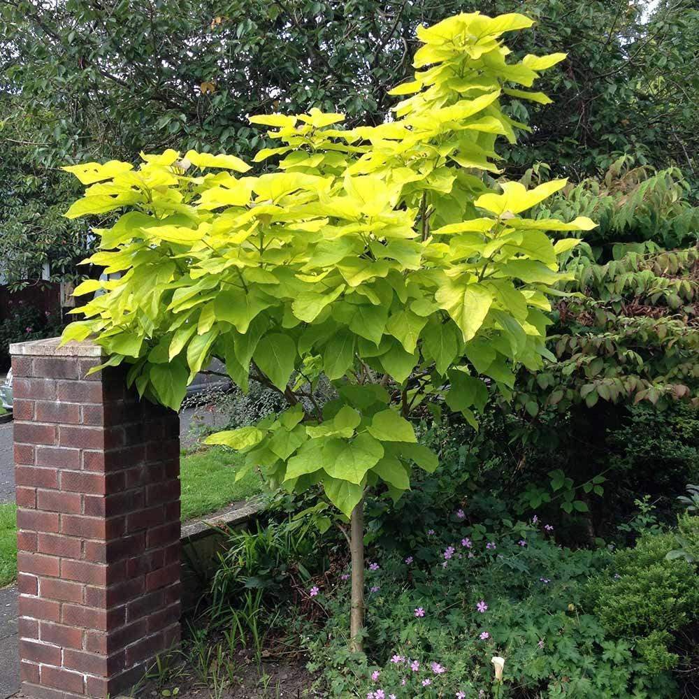 Catalpa Nana Globulara Auriu (Arbore Trompeta)