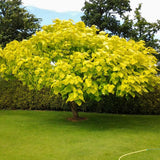 Catalpa Nana Globulara Auriu (Arbore Trompeta)