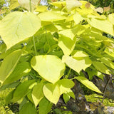 Catalpa Nana Globulara Auriu (Arbore Trompeta)