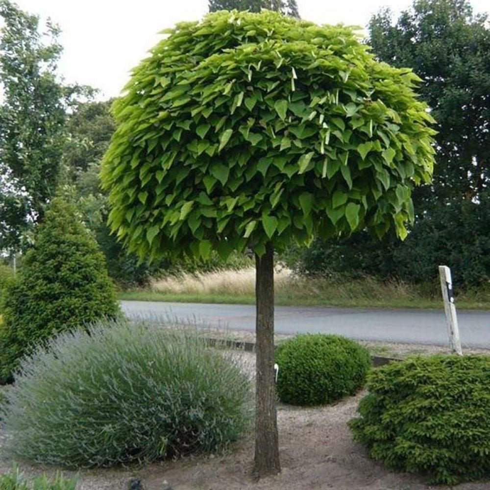 Catalpa Nana Globulara (Arbore Trompeta)
