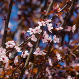 Prun ornamental Corcodus rosu, cu flori roz-alb