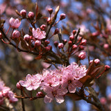 Prun ornamental Corcodus rosu, cu flori roz-alb