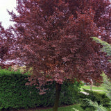 Prun ornamental Corcodus rosu, cu flori roz-alb