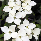 Corn Chinezesc Cornus Kousa Milky Way cu Flori Albe