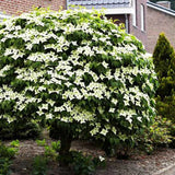 Corn Chinezesc Cornus Kousa Milky Way cu Flori Albe