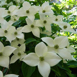 Corn Chinezesc Cornus Kousa Milky Way cu Flori Albe