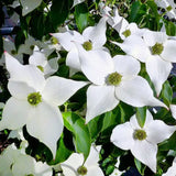 Corn Chinezesc Cornus Kousa Milky Way cu Flori Albe