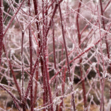 Cornus Alba Elegantissima, gard viu cu frunzis alb-cremos