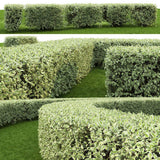 Cornus Alba Elegantissima, gard viu cu frunzis alb-cremos