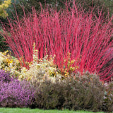 Cornus Alba Elegantissima, gard viu cu frunzis alb-cremos