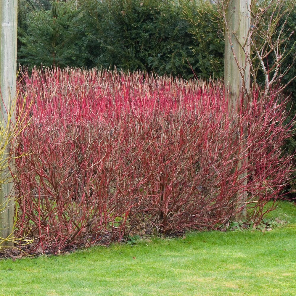 Cornus Alba Elegantissima, gard viu cu frunzis alb-cremos