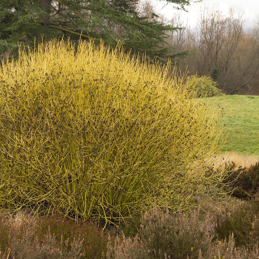Cornus Flaviramea