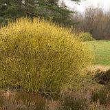Cornus Flaviramea