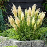 Iarba de Pampas Pitica (Cortaderia Tiny), iarba decorativa compacta cu spice argintii rezistenta la ger