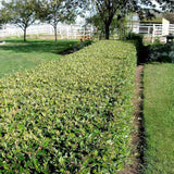Cotoneaster horizontalis Tarator Major, cu bobite rosii